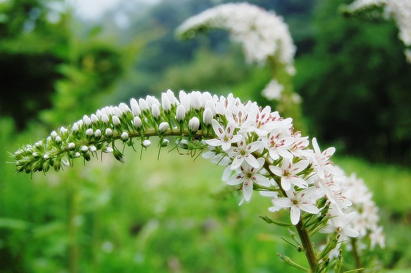 ▲ 월악산국립공원 야생화단지에 꽃망울을 터트린 야생화'까치수영'.ⓒ월악산국립공원