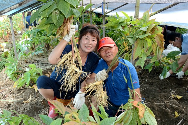 ▲ 증평인삼골축제에 참여한 한 여성이 인삼을 캐 들어보이며 즐거워 하고 있다.ⓒ증평군