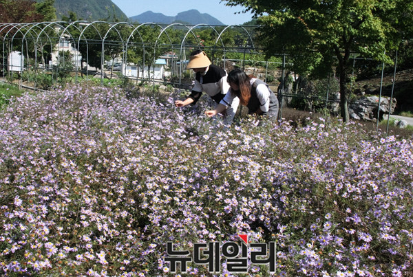 ▲ 단양 향기나라에서 꽃을 피운 단양쑥부쟁이 향기를 맡고 있는 방문객 모습.ⓒ목성균 기자