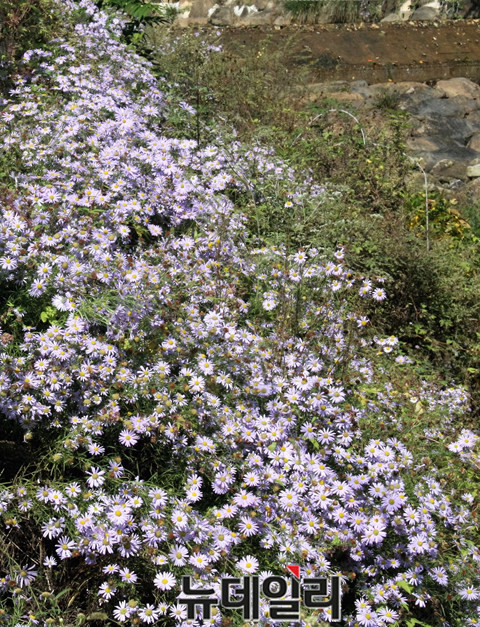 ▲ 단양군 적성면 상2리 계곡에서 꽃을 피운 단양쑥부쟁이.ⓒ목성균 기자