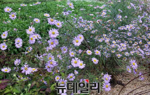 ▲ 단양쑥부쟁이.ⓒ목성균 기자