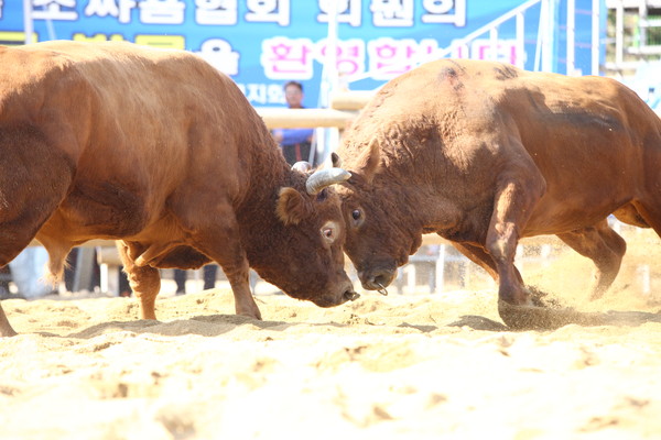 ▲ 사진은 지난해 보은전국민속소싸움대회 장면.ⓒ보은군