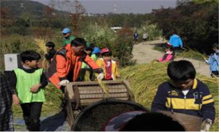 ▲ 벼베기 체험 중인 시민들 ⓒ 인천시
