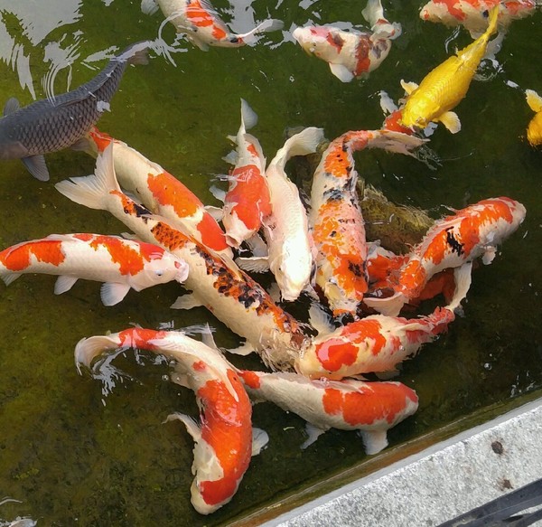 ▲ 충북도 남부출장소가 국내 연구진이 보유한 체세포 복제기술로 우량 관상어를 생산하기 위해 최근 해양수산부에 ‘명품 비단잉어 복제 개발’ 제안서를 제출했다고 22일 밝혔다.ⓒ충북도 남부출장소