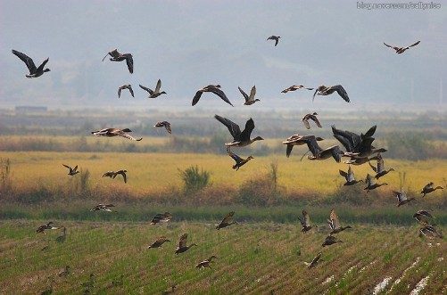 ▲ 천수만 철새도래지.ⓒ충남도