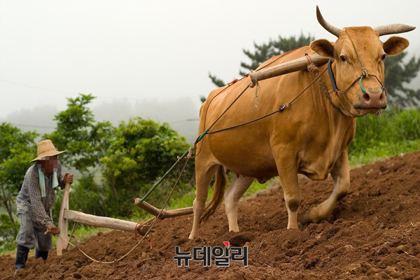 ▲ 쟁기질 하는 농부. ⓒ 뉴데일리 정상윤