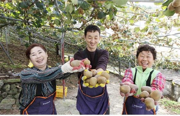 ▲ 경남 고성군 참다래 재배 농장에서 농부들이 참다래를 자랑하고 있다.ⓒ고성군