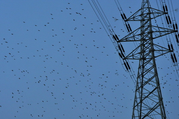 ▲ 울산 태화강 인근 철탑에 겨울철새들이 모여들고 있는 모습.ⓒ사진 울산시 제공