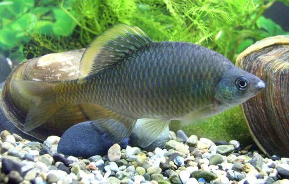 ▲ 조개류에 산란하는 묵납자루.ⓒ해수부