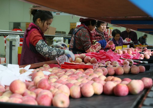 ▲ 단양과수영농조합 회원들이 대만에 수출할 사과 선별작업에 열중이다.ⓒ단양군