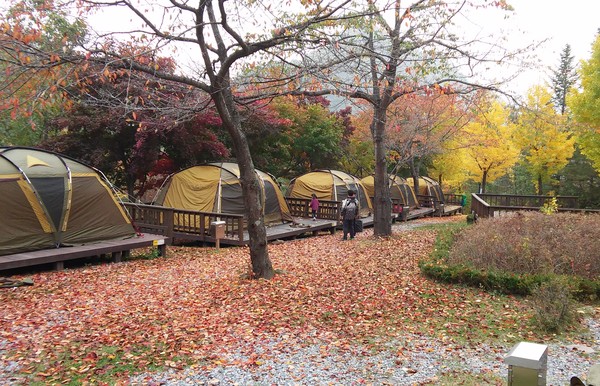 ▲ 단양 천동오토캠핑장에 줄을 이어 들어선 캠퍼들의 텐트.ⓒ단양군