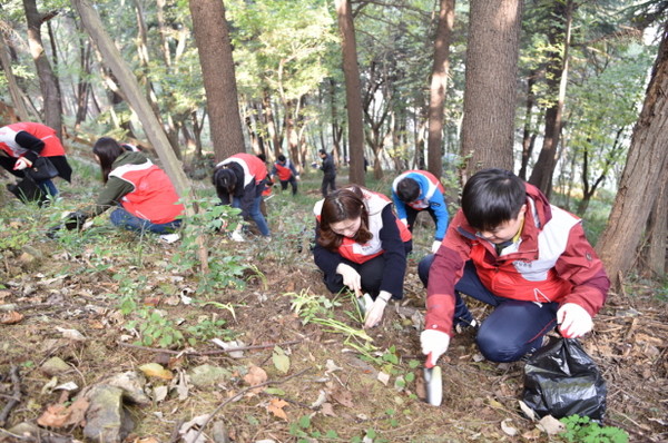 ▲ 경남은행 직원과 그 가족들이 12일 창원시 산호공원에서 꽃무릇을 심고 있는 모습.ⓒ경남은행 제공