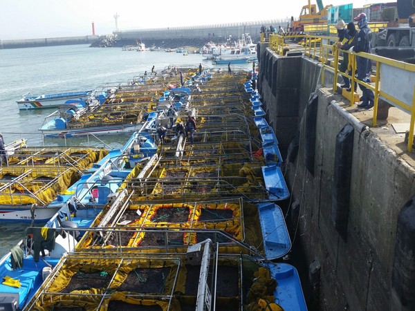 ▲ ‘2017년산 충남 명품 김’을 지난 5일 서천서부수협에서 첫 수확했다.ⓒ충남도