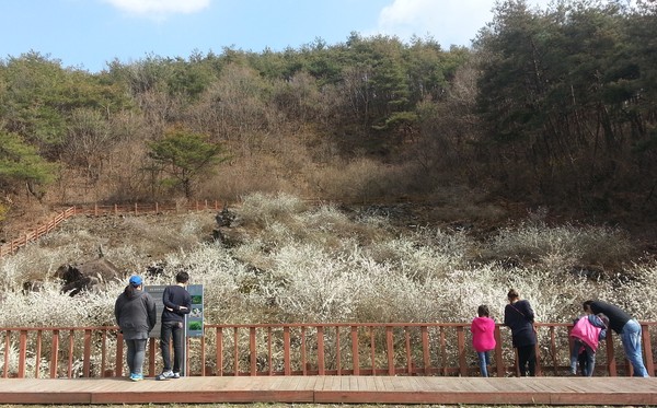 ▲ 괴산군 장연면 송덕리 소재 미선나무 군락지ⓒ괴산군