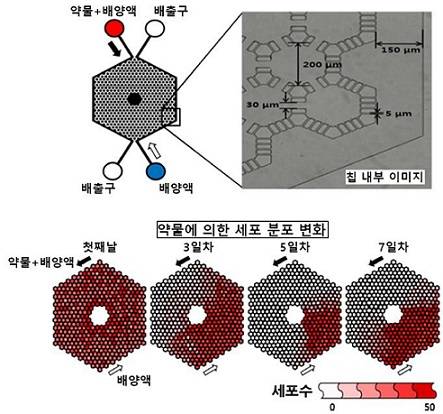 ▲ 항암제 내성 유도 나노칩 구조 및 칩 내부 내성세포출현. ⓒ성균관대학교