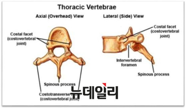 ▲ 영상의학전문의 양승오 박사(왼쪽)와 차기환 변호사. ⓒ 뉴데일리 정상윤 기자