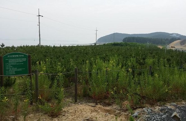 ▲ 충남도는 보령시 오천면 원산도리 내 해안방재림 3.51㏊를 산림탄소상쇄 거래형 사업에 등록했다.ⓒ충남도