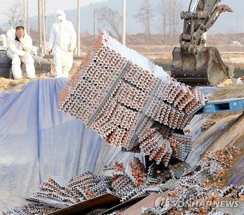 ▲ AI 달걀 매몰.ⓒ연합뉴스