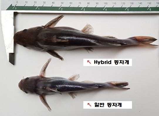 ▲ 충남도 내수면개발시험장이 최초로 개발한 하이브리드 동자개와 일반 동자개 비교.ⓒ충남도