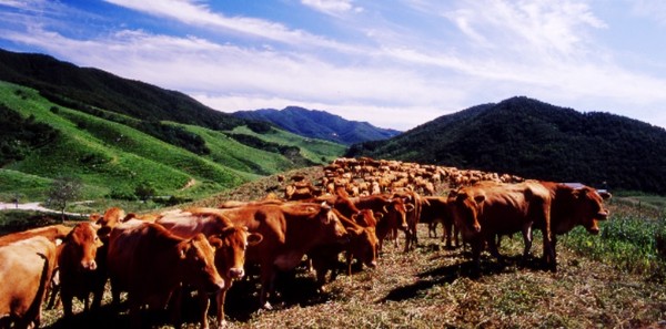 ▲ 서산 한우개량사업소에서 관리하고 있는 서산 한우 목장.ⓒ서산시