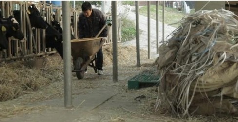 ▲ 한 축사 농장에서 일하는 장면.ⓒ국가인권위원회