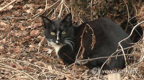 ▲ 고양이. 위 사진은 기사내용과 아무런 관련이 없음.ⓒ연합뉴스