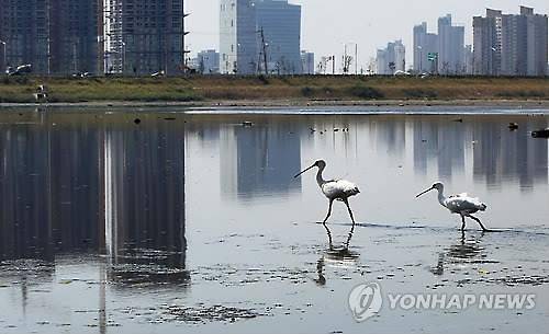 ▲ 남동유수지를 거니는 저어새 (자료사진) ⓒ 연합뉴스