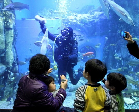 ▲ 가족단위 관광객이 잠수부가 대형수족관 안에서 물고기들에게 먹이를 주는 모습을 지켜보고 있다.ⓒ단양군