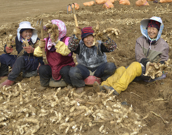 ▲ 황정(둥글레)재배농가들이 수확을 하고 있는 모습.ⓒ제천시