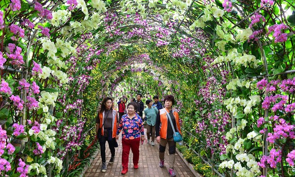 ▲ 지난해 열린 청원생명축제에서 향기터널을 방문한 관람객 모습.ⓒ청주시