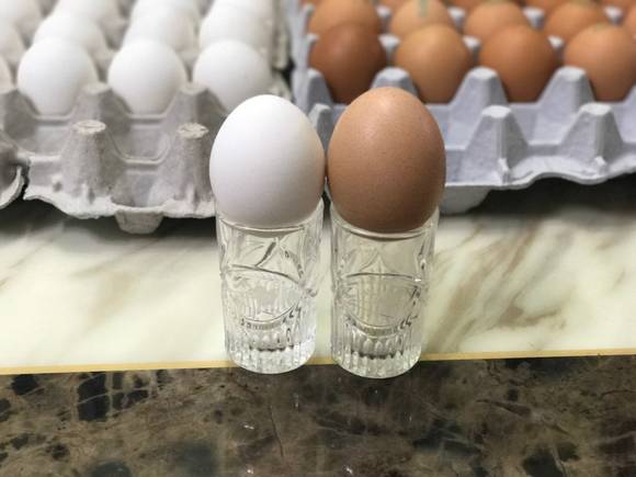 ▲ 미국산 흰색 달걀과 국내산 영양란 크기 비교 모습. ⓒ진범용 기자
