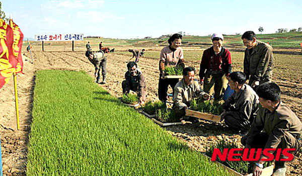 ▲ 2015년 6월 방영된 북한의 벼농사 선전. 2016년 북한의 대중 쌀 수입량이 2배 이상 증가했다고 한다. ⓒ뉴시스. 무단전재 및 재배포 금지.