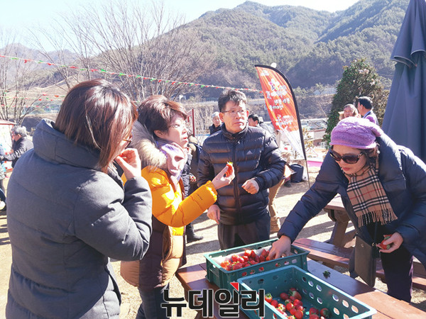 ▲ 분천역에서 관광객이 무료로 산타딸기를 시식하고 있다. 이 딸기는 성주군에 위치한 도 농업기술원에서 개발해 당노가 높아 소비자 인기를 끌고 있다.ⓒ뉴데일리