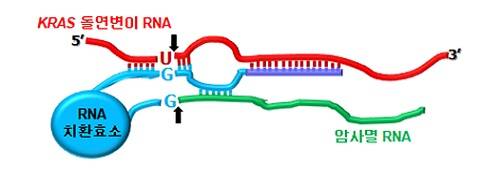 ▲ 'RNA 치환 효소'의 암사멸 및 항암 유전자 발현 이미지. ⓒ단국대