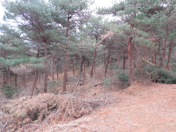 ▲ 경북도가 경제적으로 가치있는 산림 육성을 위한 ‘숲가꾸기 사업’을 실시한다. 사진은 울진군 숲가꾸기 모습.ⓒ경북도 제공