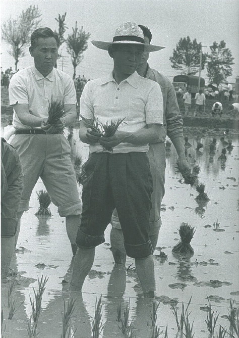 ▲ 통일벼를 심는 박정희 대통령. ⓒ박정희대통령기념재단 홈페이지 캡처