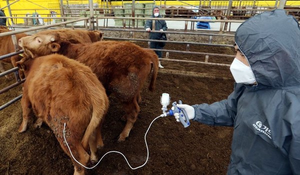 ▲ 충북도 방역본부가 8일 구제역 백신 예방접종을 하고 있다.ⓒ충북도