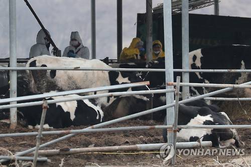 ▲ A형 구제역 바이러스가 확인된 경기 연천 젖소농가.ⓒ연합뉴스