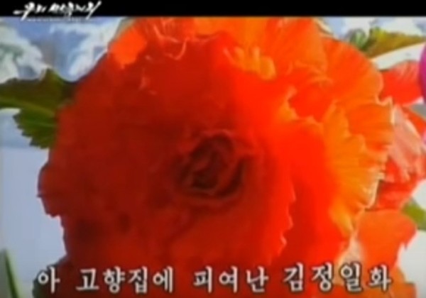 ▲ 북한 당국이 김정일화 축제를 이유로 주민들에게 현금을 바치도록 강요하고 있는 것으로 알려졌다. 사진은 김정일화 관련 북한 선전영상 일부.ⓒ北선전매체 영상 캡쳐