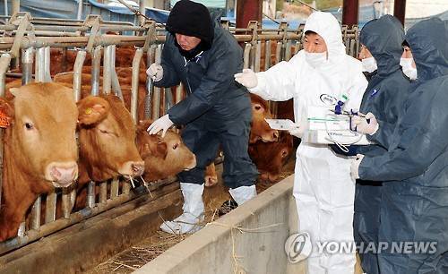 ▲ 구제역 예방방역.ⓒ연합뉴스