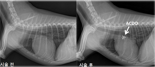 ▲ 국내 최단 시간 강아지 '동맥관계존증' 폐쇄술 전·후 엑스레이 사진. ⓒ건국대