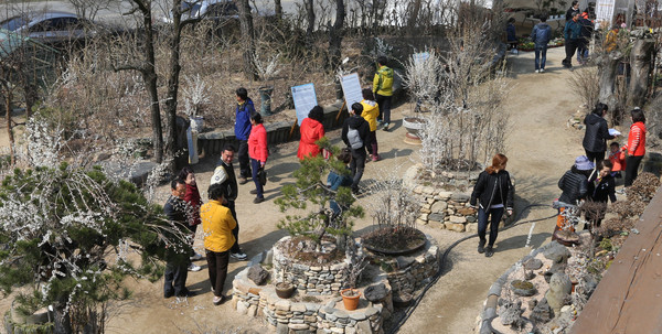 ▲ 괴산군이 오는 24일부터 4월 2일까지 군 일원에서 미선나무 축제를 개최한다.ⓒ괴산군