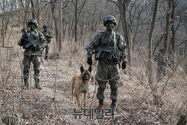 ▲ 수색견을 이용한 수색작전중인 특공대원들 ⓒ태상호 기자