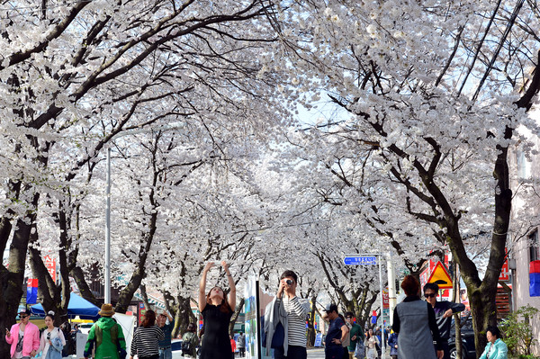 ▲ 지난해 제천청풍호벚꽃축제 모습.ⓒ제천시