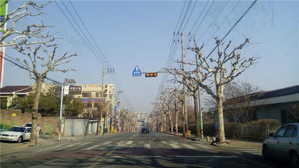 ▲ 충북 청주시가 가로수 가지치기 등 봄맞이 새단장에 분주하다.ⓒ청주시