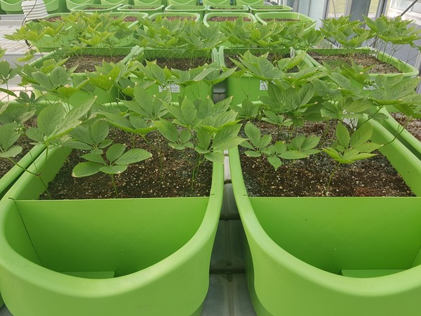 ▲ 아파트 베란다 재배 묘삼. ⓒ충남도농업기술원