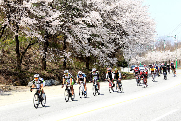 ▲ 단성면 호반도로를 따라 조성된 벚꽃길을 자전거 동호인들이 질주하고 있다.ⓒ단양군