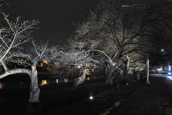 ▲ 충북 청주시가 시민들의 편의를 위해 무심천 벚꽃길에 야간 조명을 설치했다.ⓒ청주시