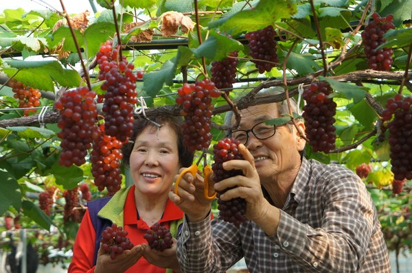 대전시 동구 대별동 송석범 씨(66) 농가의 포도수확 모습.ⓒ대전시