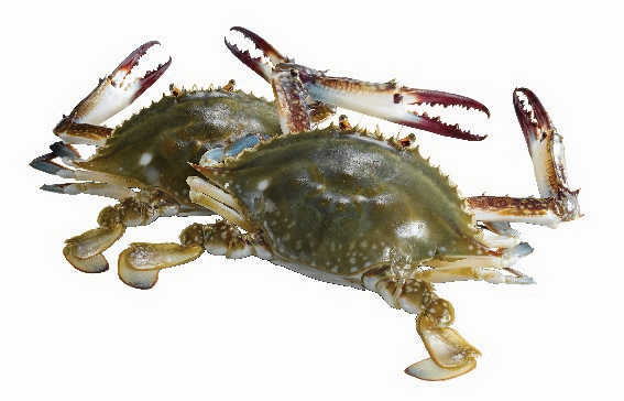 ▲ 꽃게 참고 사진. ⓒ이마트